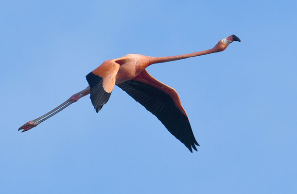 ROTER FLAMINGO (KUBAFLAMINGO), AMERICAN FLAMINGO, PHOENICOPTERUS RUBER