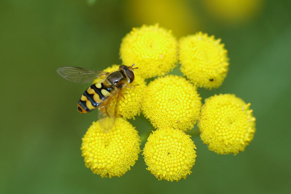 BREITBAND-FELDSCHWEBFLIEGE, EUPEODES LATIFASCIATUS