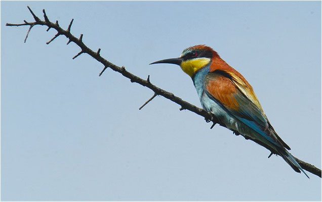 BIENENFRESSER, EUROPEAN BEE-EATER, MEROPS APIASTER