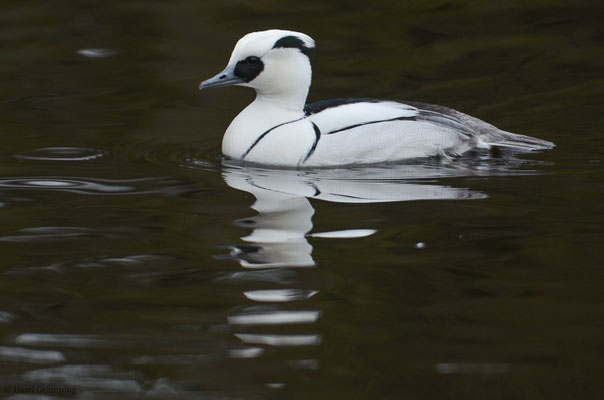ZWERGSÄGER, SMEW, MERGELLUS ALBELLUS