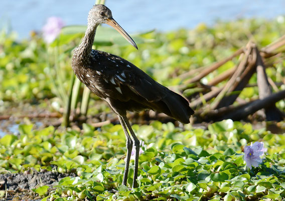 RALLENKRANICH, LIMPKIN, ARAMUS GUARAUNA