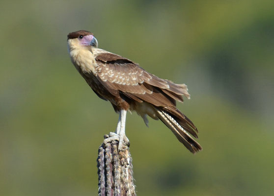 KARIBIKKARAKARA, CRESTED CARACARA, CARACARA CHERIWAY