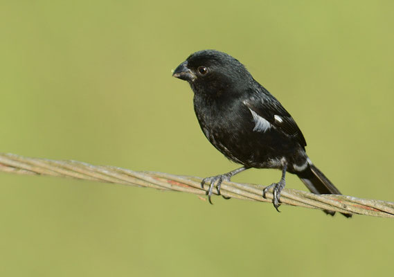 WECHSELPFÄFFCHEN, VARIABLE SEEDEATER, SPOROPHILA AMERICANA