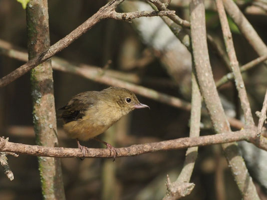 Rostbauch-Hakenschnabel, Rusty Flowerpiercer - Diglossa sittoides