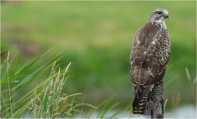 MÄUSEBUSSARD, COMMON BUZZARD, BUTEO BUTEO