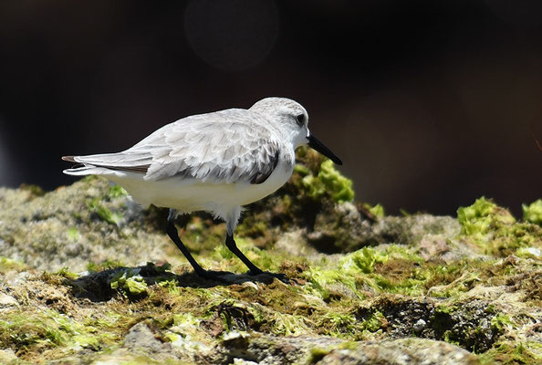 SANDERLING, SANDERLING, CALIDRIS ALBA