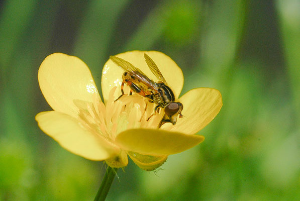 GESTREIFTE NASENSCHWEBFLIEGE, ANASIMYIA LINEATA