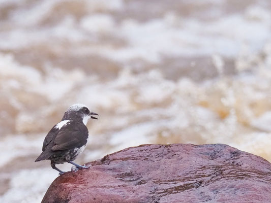 WEISSKOPF-WASSERAMSEL, WHITE-CAPPED DIPPER - CINCLUS LEUCOCEPHALU
