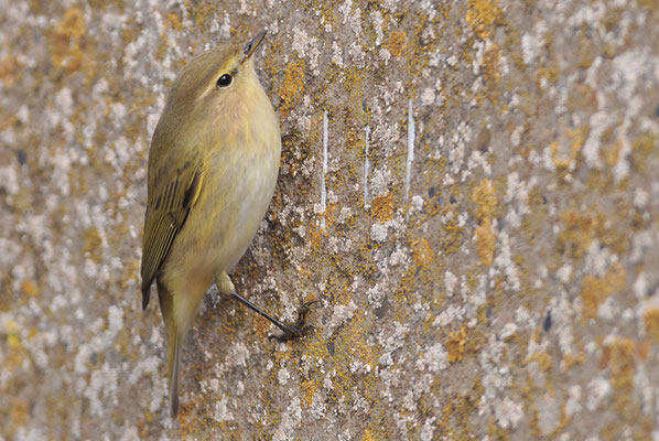 ZILPZALP, CHIFFCHAFF, PHYLLOSCOPUS COLLYBITA