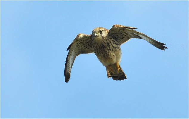 TURMFALKE, KESTREL, FALCO TINNUNCULUS