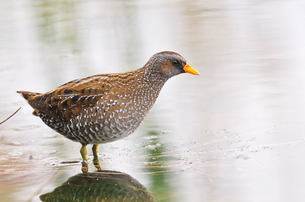 TÜPFELRALLE, SPOTTED CRAKE, PORZANA PORZANA