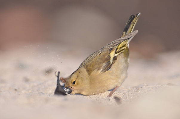 BUCHFINK, CHAFFINCH, FRINGILLA COELEBS