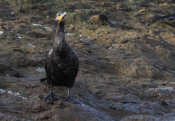 OLIVENSCHARBE, NEOTROPIC CORMORANT, PHALACROCORAX BRASILIANUS