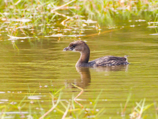 Bindentaucher, Pied-billed Grebe - Podilymbus podiceps