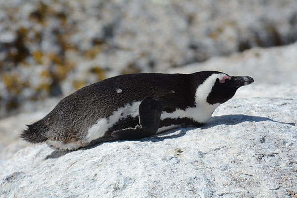 KAPPINGUIN, AFRICAN PENGUIN, PESPHENISCUS DEMERSUS