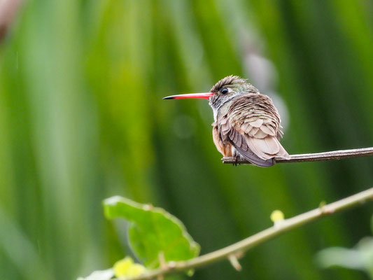 Rostbauchamazilie, Amazilia Hummingbird - Amazilia amazilia