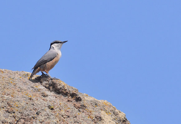 FELSENKLEIBER, ROCK NUTHATCH, SITTA NEUMAYER