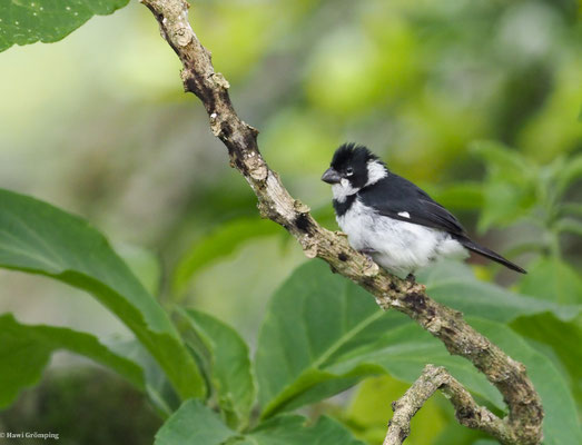 MOHRENPFÄFFCHEN, VARIABLE SEEDEATER - SPOROPHILA CORVINA