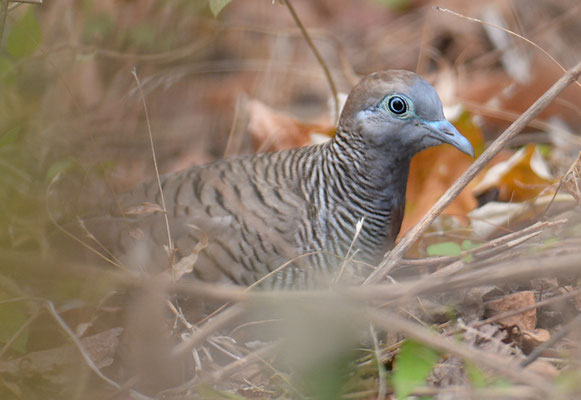 ZEBRATAUBE, PEACEFUL DOVE, GEOPELIA STRIATA