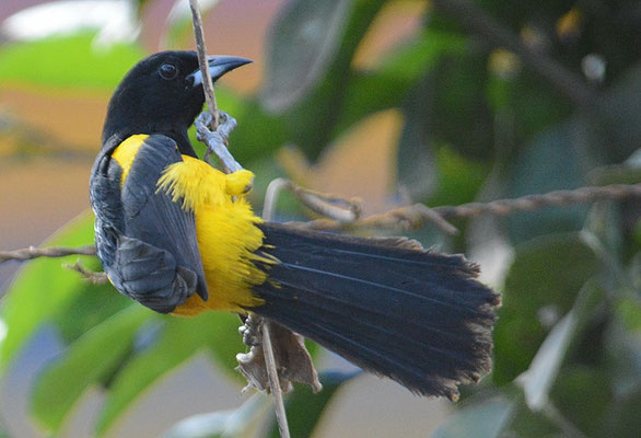 SCHWARZKLEIDTRUPIAL, BLACK-COWLED ORIOLE, ICTERUS PROSTHEMELAS