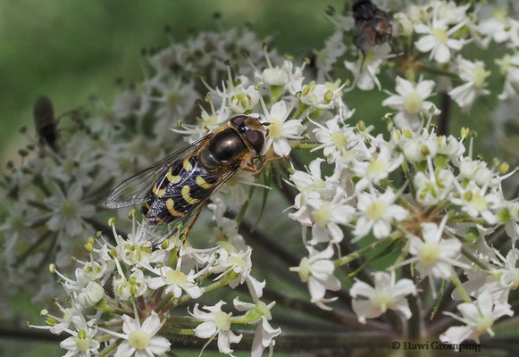 FRÜHE GROSSSTIRNSCHWEBFLIEGE, SCAEVA SELENITICA