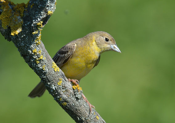KAPPENAMMER, BLACK-HEADED BUNTING, EMBERIZA MELANOCEPHALA