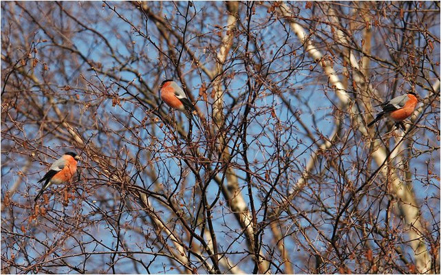 DOMPFAFF, BULLFINCH. PYRRHULA PYRRHULA
