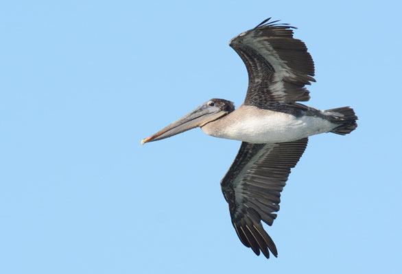 BRAUNER PELIKAN, BROWN PELICAN, PELECANUS OCCIDENTALIS