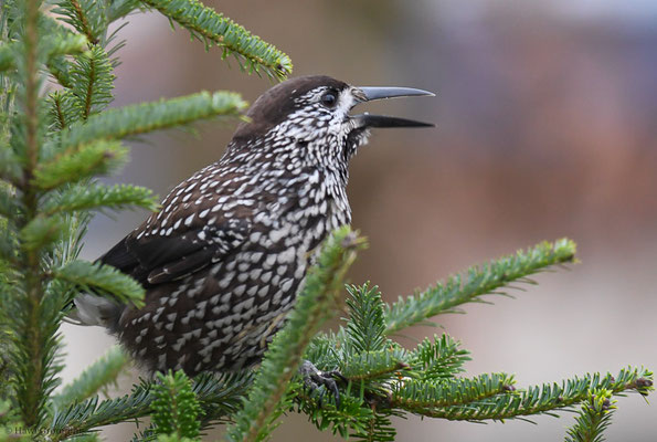 TANNENHÄHER, NUTCRACKER, NUCIFRAGA CARYOCATACTES