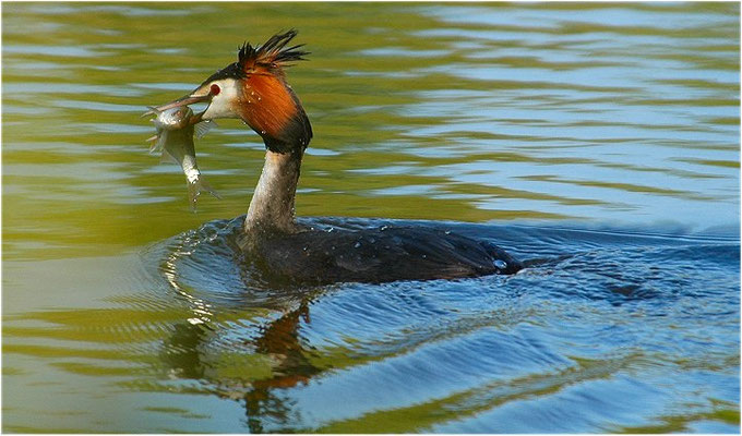 HAUBENTAUCHER, GREAT CRESTET GREBE, PODICEPS ERISTATUS