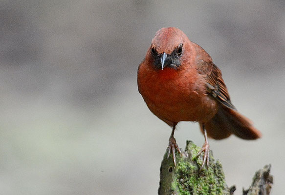 ROTKEHL-AMEISENTANGARE, RED-THROATED ANT-TANAGER, HABIA FUSCICAUDA 