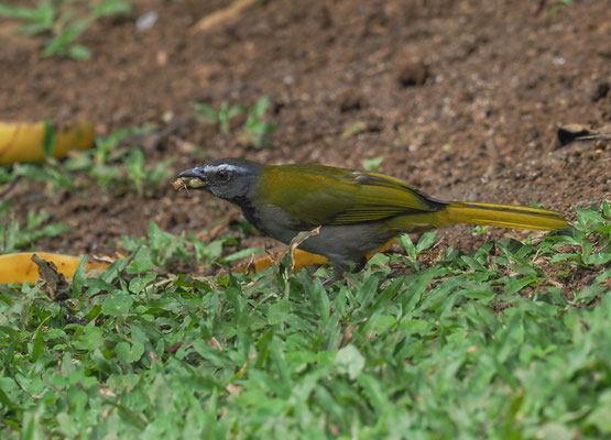 BUNTKEHLSALTATOR, BUFF-THROATED SALTATOR, SALTATOR MAXIMUS