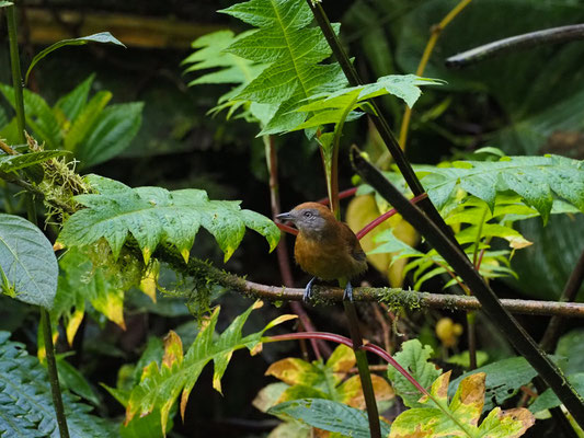 EINFARB-AMEISENWÜRGER, UNIFORM ANTSHRIKE - THAMNOPHILUS UNICOLOR