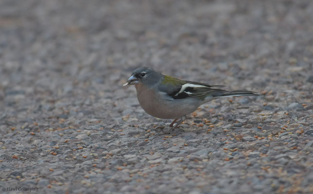 AFRIKANISCHER BUCHFINK, AFRICAN CHAFFINCH, FRINGILLA COELEBS AFRICANA