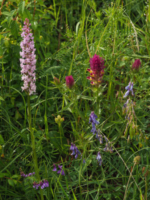 Acker-Wachtelweizen (Melanpyrum arvense), Vogelwicke (Vicia cracca) und Mücken-Händelwurzv