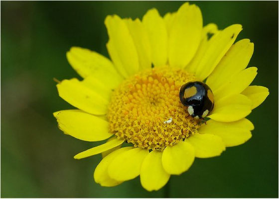 Adalia decempunctata, der Zweipunkt,  ist eine häufige Art, die 3,5- 5mm lang wird. Man findet den Zweipunkt auf Gebüsch und in Laubbäumen.   