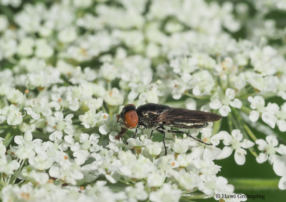 GEMEINE SMARAGDSCHWEBFLIEGE- CHRYSOGASTER SOLSTITIALIS