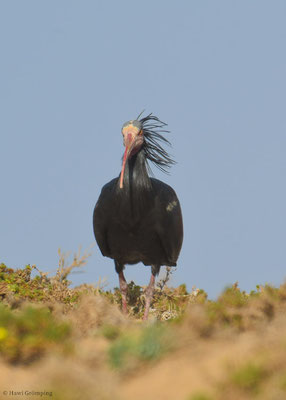 WALDRAPP, BALD IBIS, GERONTICUS EREMITA