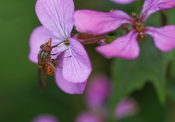 GEMEINE SCHNAUZENSCHWEBFLIEGE, RHINGIA CAMPESTRIS
