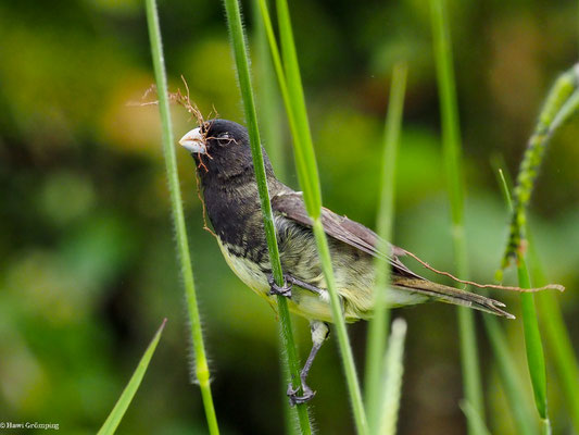 GELBBAUCHPFÄFFCHEN, YELLOW-BELLIED SEEDEATER - SPOROPHILA NIGRICOLLIS