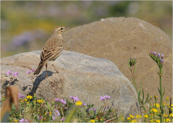 BRACHPIEPER, TAWNY PIPIT, ANTHUS CAMPESTRIS