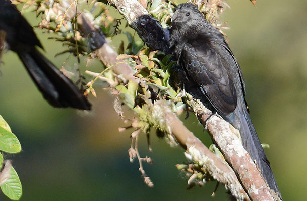 RIEFENSCHNABELANI, GROOVE-BILLED ANI, CROTOPHAGA SULCIROSTRIS