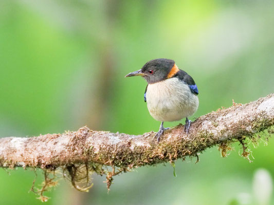 Halsband-Naschvogel, Golden-Collared Honeycreeper - Iridophanes pulcherrimus