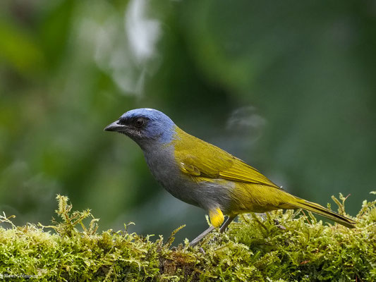 BLAUKAPPEN-TANGARE, BLUE-CAPPED TANAGER - SPORATHRAUPIS CYANOCEPHALA