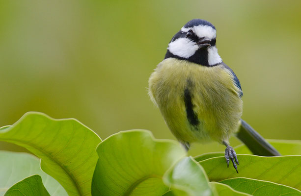 TENERIFFAMEISE, CANARY ISLANDS TIT, PARUS TENERIFFAE