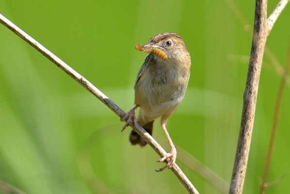 CISTENSÄNGER, ZITTING CISTICOLA, CISTICOLA JUNCIDIS