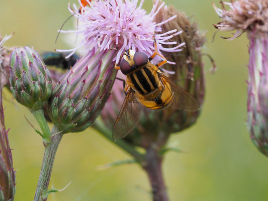 HELLE SUMPFSCHWEBFLIEGE, HELOPHILUS HYBRIDUS