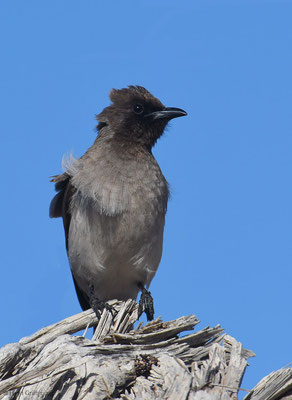 GRAUBÜLBÜL, COMMON BULBUL, PYCNONOTUS BARBATUS