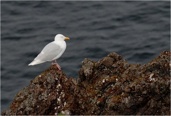 EISMÖWE, GLAUCOUS GULL, LARUS HYPERBOREUS