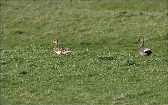 SCHNATTERENTE, GADWALL, ANAS STREPERA
